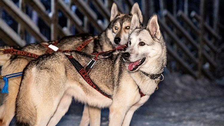 Husky slee tocht met een roedel honden in Lapland