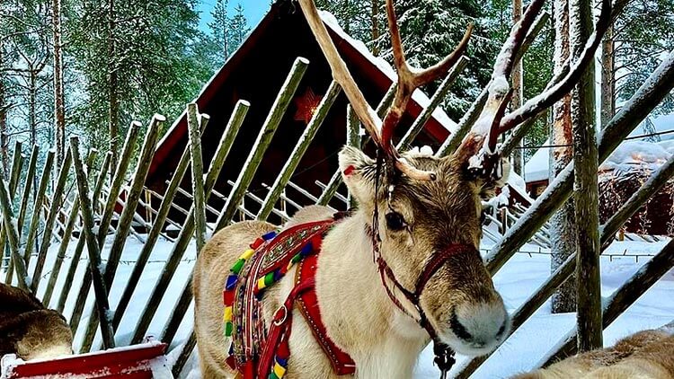 Tocht met rendieren door het sneeuwlandschap van Lapland